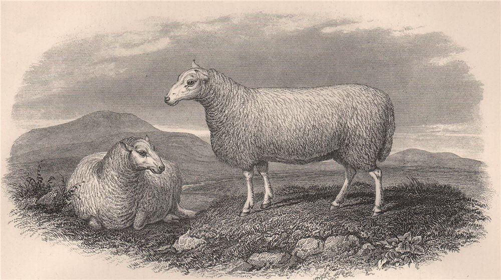 SHEEP. Cheviot Ewe 1898 old antique vintage print picture